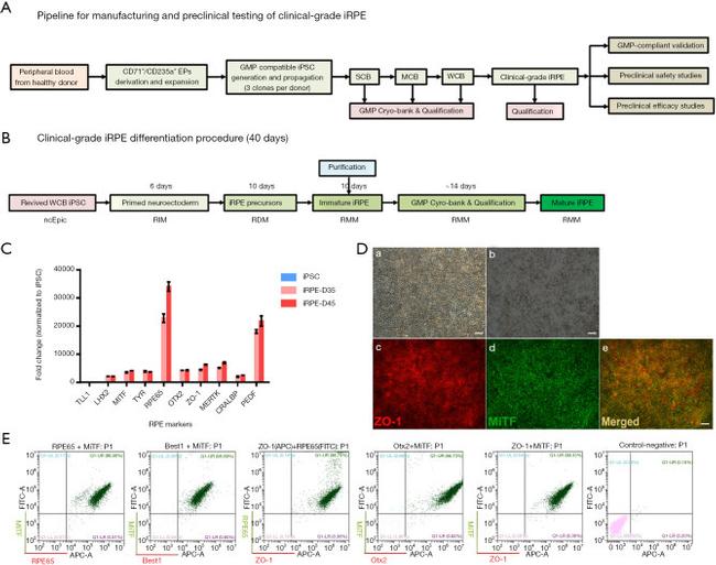 ZO-1 Antibody in Flow Cytometry (Flow)