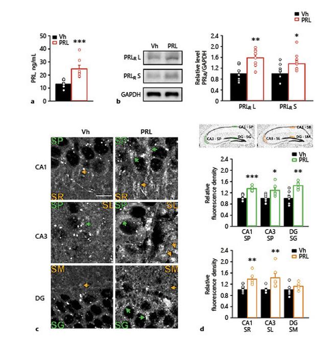 Prolactin Receptor Antibody in Western Blot (WB)