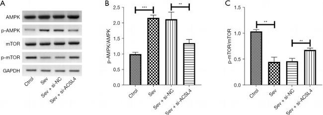 mTOR Antibody in Western Blot (WB)