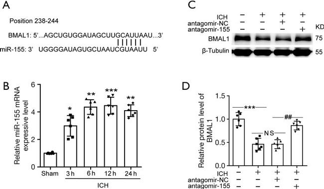 BMAL1 Antibody in Western Blot (WB)