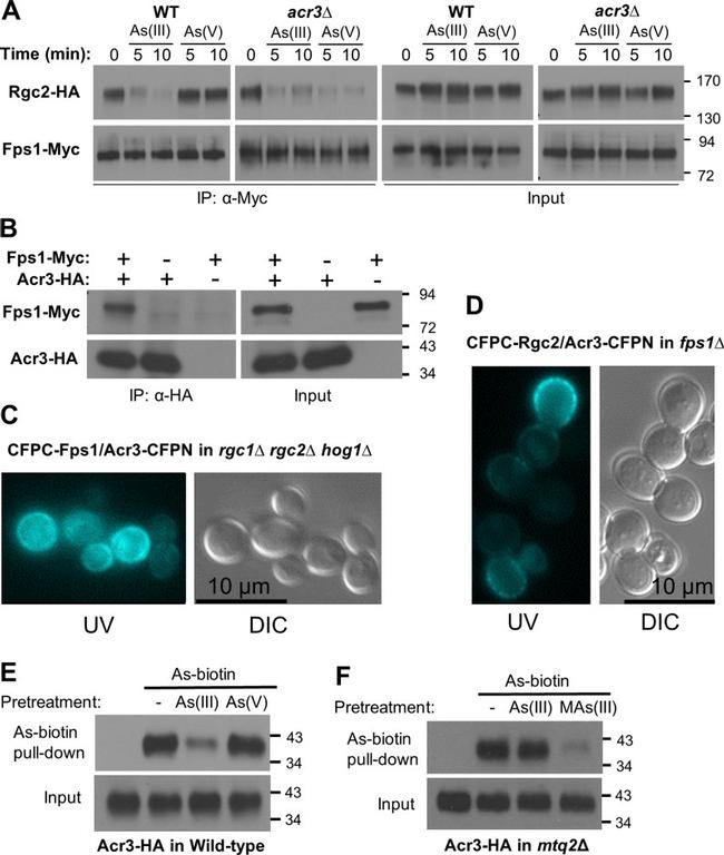 c-Myc Antibody in Western Blot, Immunoprecipitation (WB, IP)