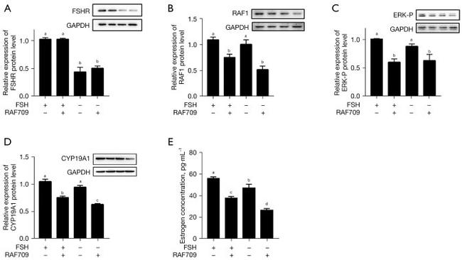 GAPDH Antibody in Western Blot (WB)