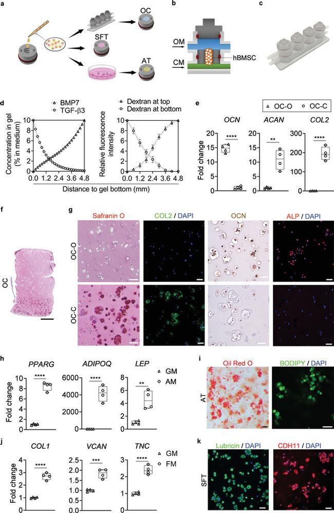 CDH11 Antibody in Immunohistochemistry (IHC)