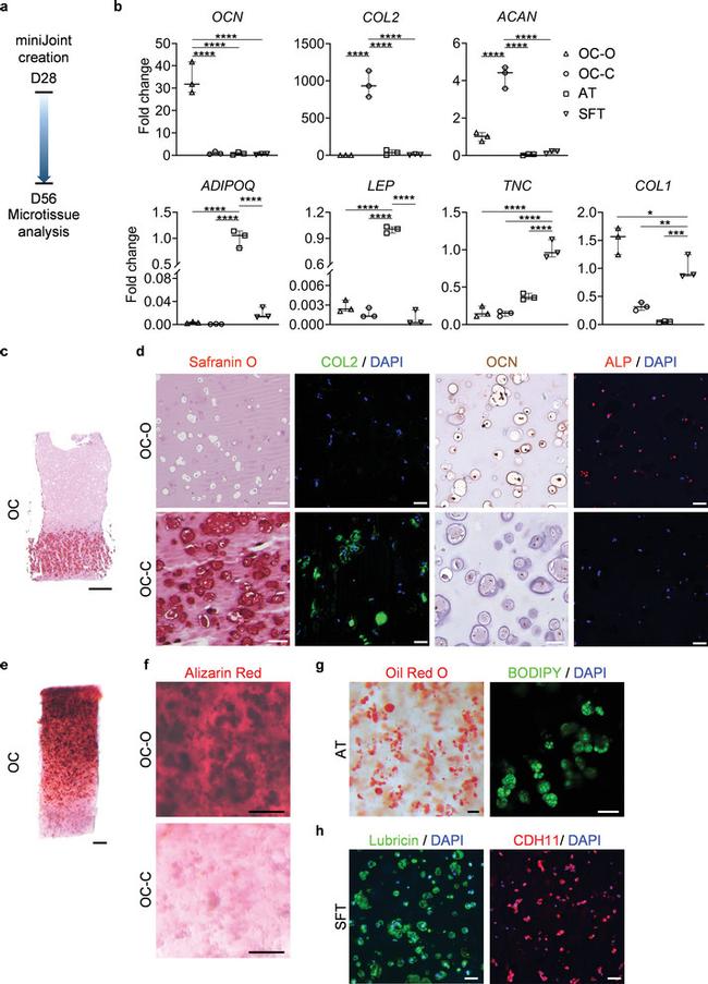 CDH11 Antibody in Immunohistochemistry (IHC)