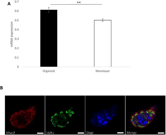 LGR5 Antibody in Immunocytochemistry (ICC/IF)