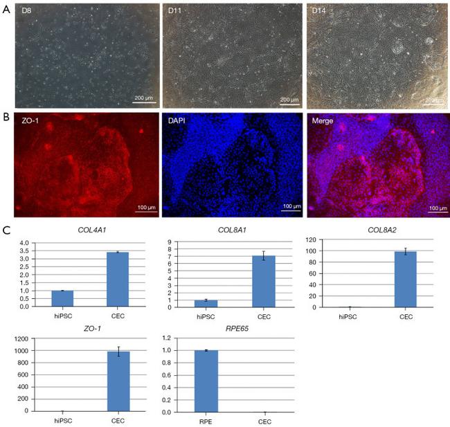 ZO-1 Antibody in Immunocytochemistry (ICC/IF)