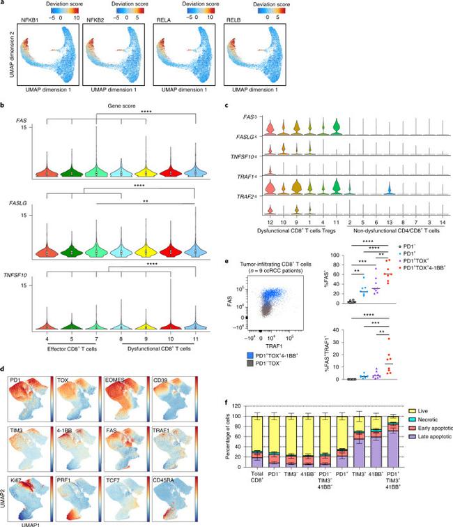 EOMES Antibody in Flow Cytometry (Flow)