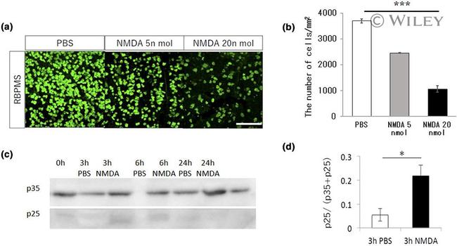 RBPMS Antibody in Immunohistochemistry (IHC)