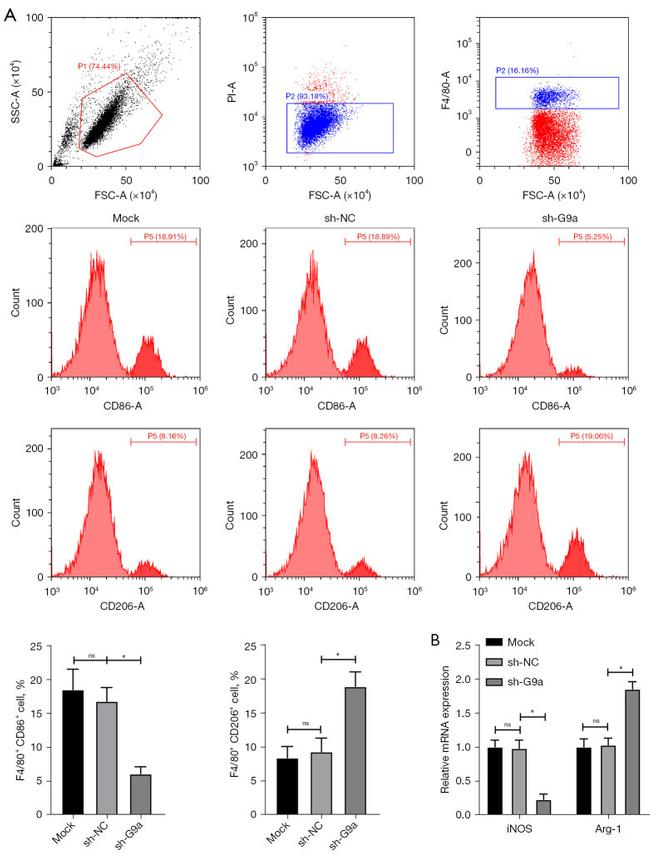 CD206 (MMR) Antibody in Flow Cytometry (Flow)