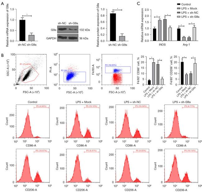 CD206 (MMR) Antibody in Flow Cytometry (Flow)