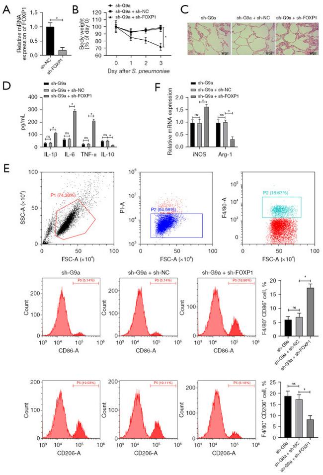 CD206 (MMR) Antibody in Flow Cytometry (Flow)