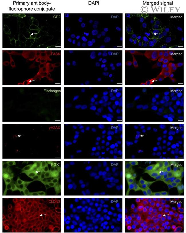 Claudin 3 Antibody in Immunocytochemistry (ICC/IF)