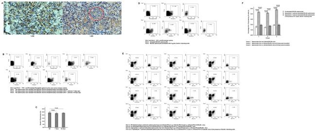 CD11c Antibody in Flow Cytometry (Flow)