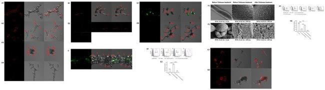 IL-17A Antibody in Flow Cytometry (Flow)