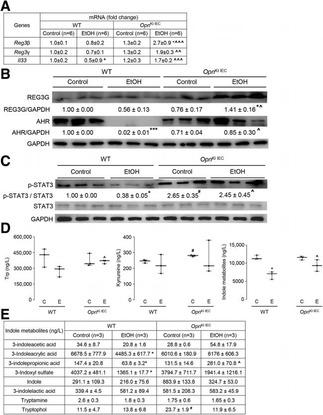 REG3G Antibody in Western Blot (WB)