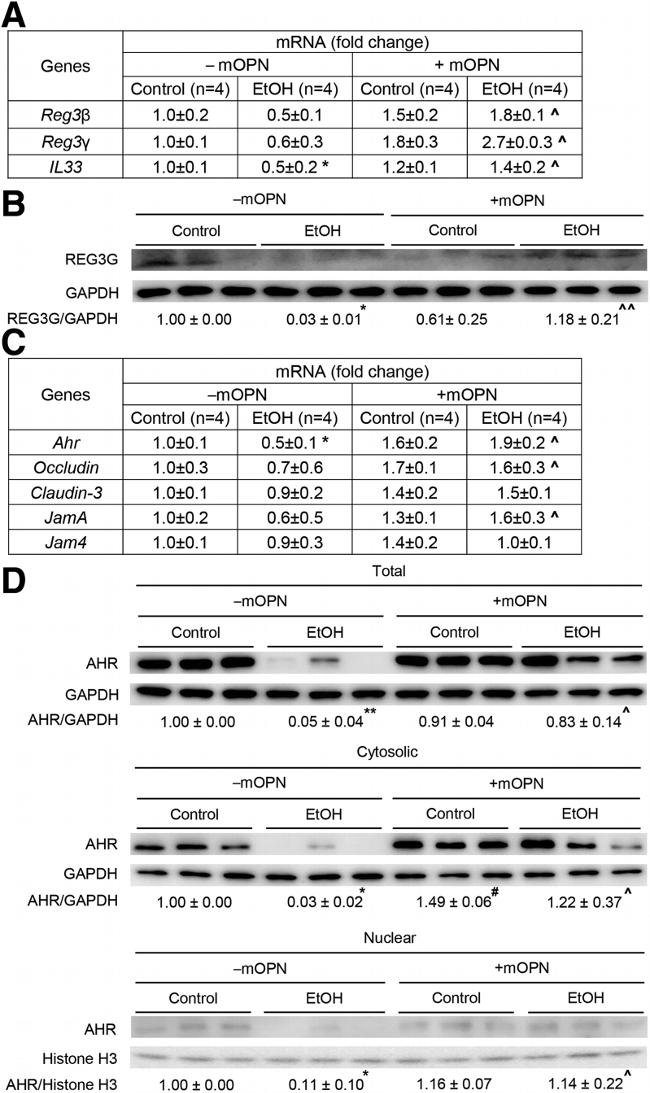 AHR Antibody in Western Blot (WB)