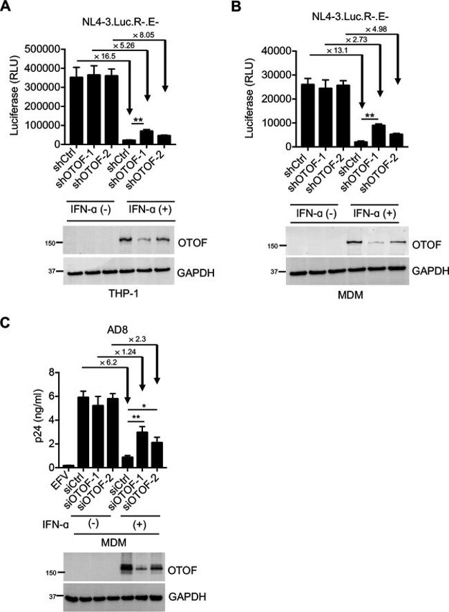 GAPDH Antibody in Western Blot (WB)