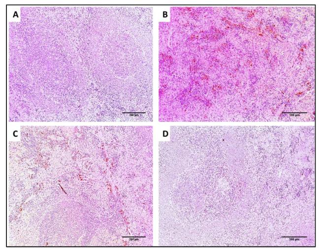 TNF alpha Antibody in Immunohistochemistry (IHC)