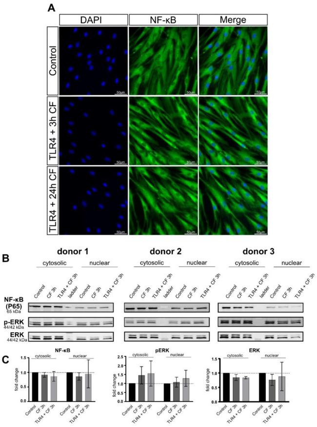 CD284 (TLR4) Antibody in Neutralization (Neu)