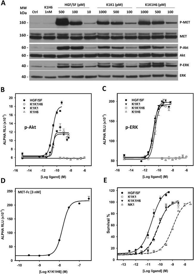 c-Met Antibody in Western Blot (WB)