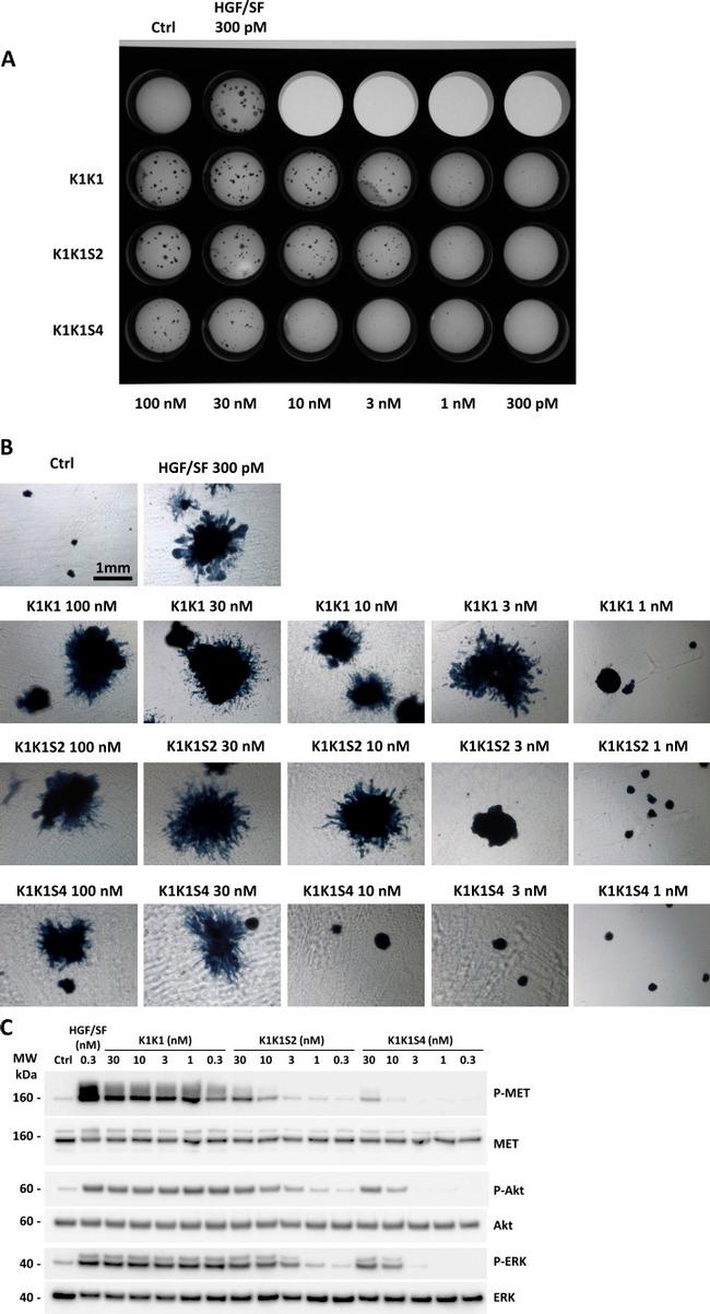 c-Met Antibody in Western Blot (WB)