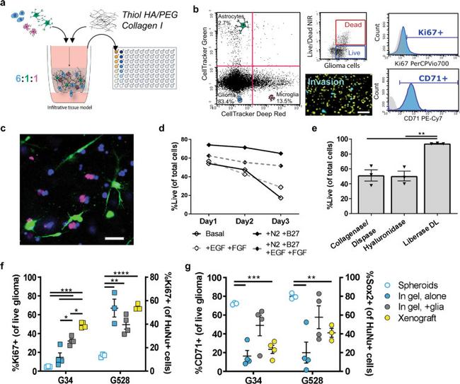 CD71 (Transferrin Receptor) Antibody in Flow Cytometry (Flow)