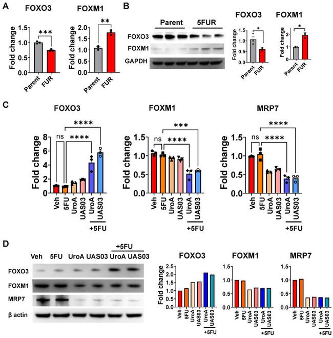 MRP7 Antibody in Western Blot (WB)