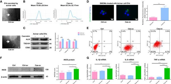 CD86 (B7-2) Antibody in Flow Cytometry (Flow)