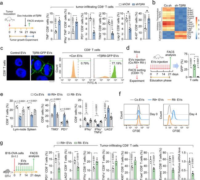 IFN gamma Antibody in Flow Cytometry (Flow)