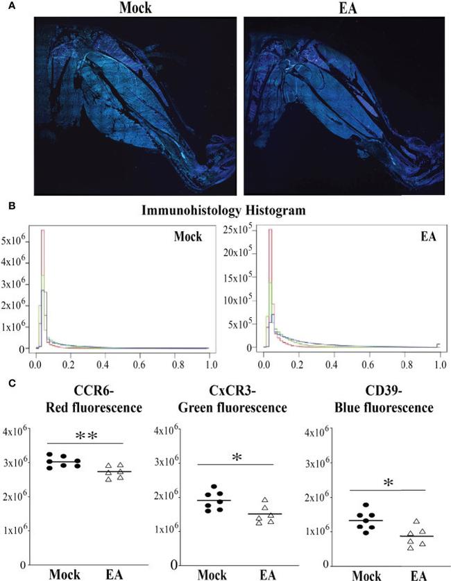 CD39 Antibody in Immunohistochemistry (IHC)