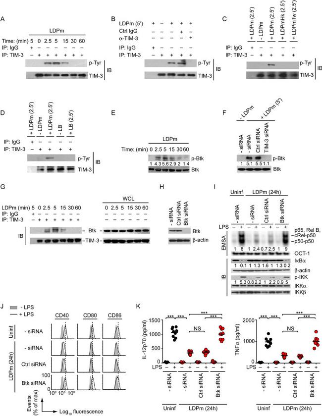 CD366 (TIM3) Antibody in Immunoprecipitation (IP)