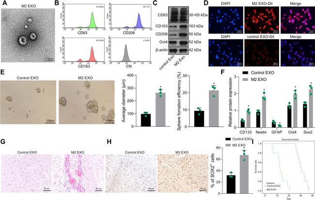 CD206 (MMR) Antibody in Flow Cytometry (Flow)