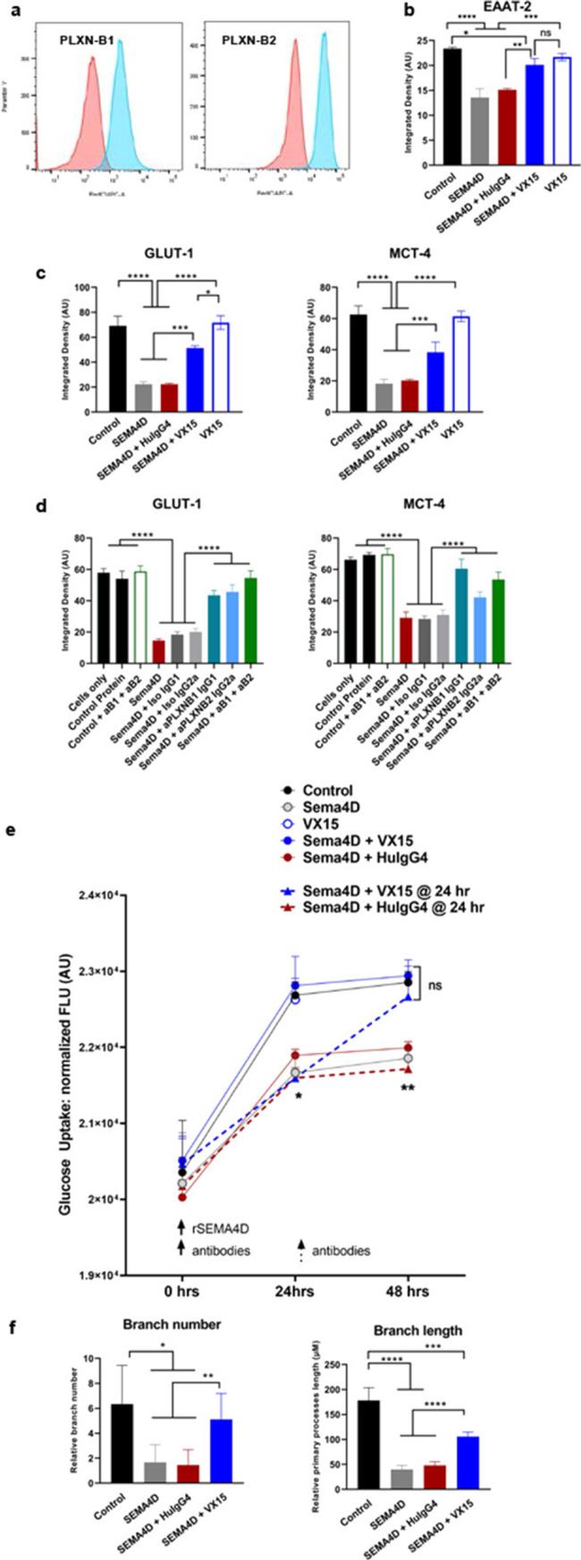 GLT-1 Antibody in Immunocytochemistry (ICC/IF)