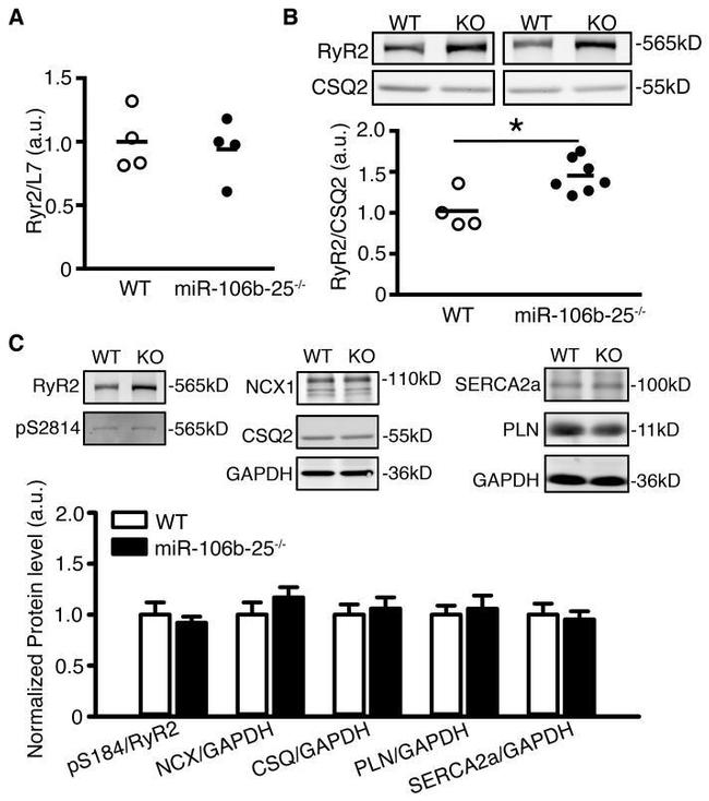 Calsequestrin Antibody in Western Blot (WB)