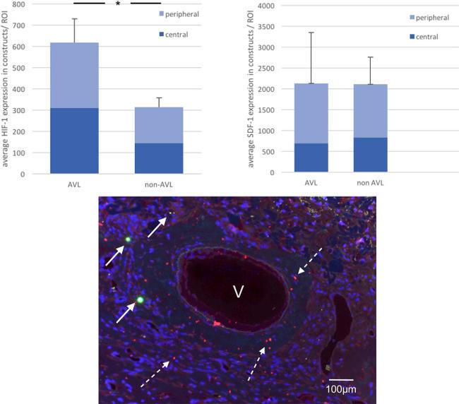 CXCL12 Antibody in Immunohistochemistry (IHC)