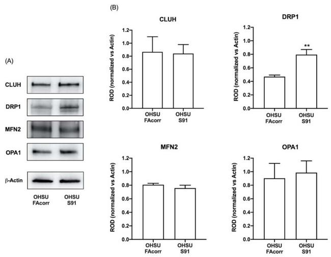 MFN2 Antibody in Western Blot (WB)