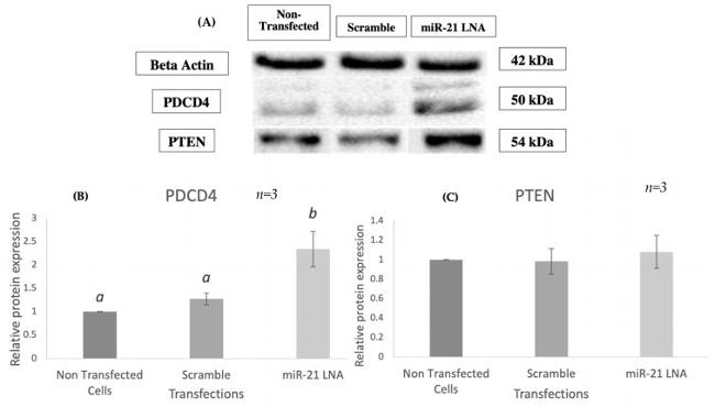 PDCD4 Antibody in Western Blot (WB)