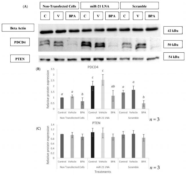 PDCD4 Antibody in Western Blot (WB)