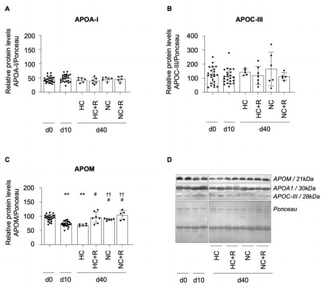 ApoC3 Antibody in Western Blot (WB)