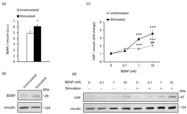 BDNF Antibody in Western Blot (WB)