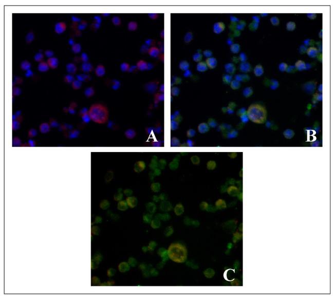 LAMP1 Antibody in Immunocytochemistry (ICC/IF)