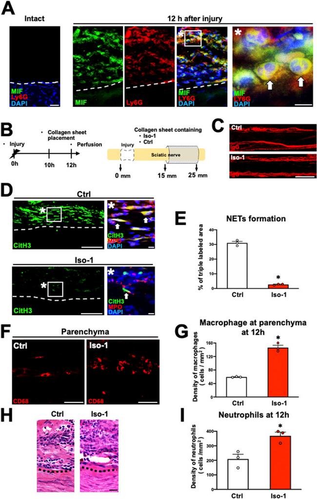 MIF Antibody in Immunohistochemistry (IHC)