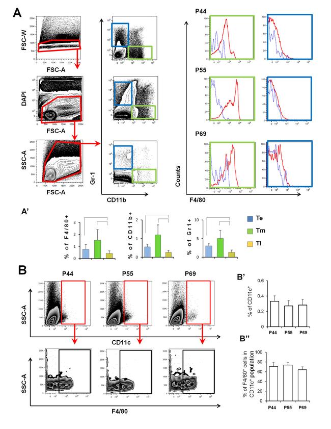 Ly-6G/Ly-6C Antibody in Flow Cytometry (Flow)