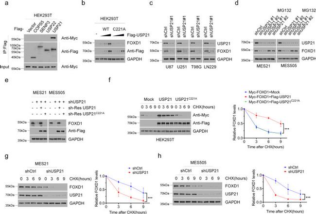 FOXD1 Antibody in Western Blot (WB)