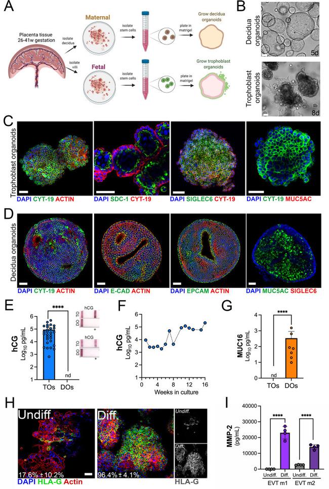 E-cadherin Antibody in Immunocytochemistry (ICC/IF)