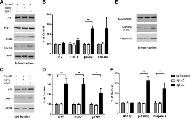 Phospho-Tau (Ser262) Antibody in Western Blot (WB)