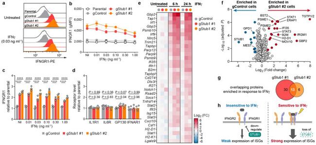 CD119 (IFN gamma Receptor 1) Antibody in Flow Cytometry (Flow)