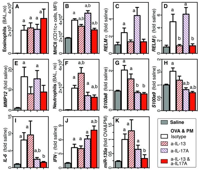 IL-13 Antibody in Neutralization (Neu)