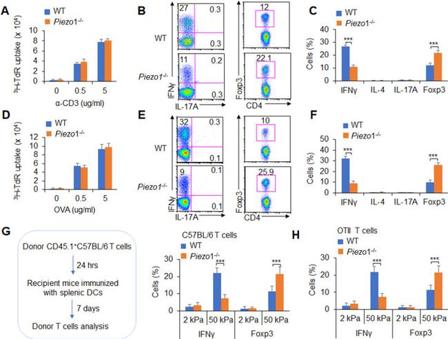 IL-4 Antibody in Flow Cytometry (Flow)