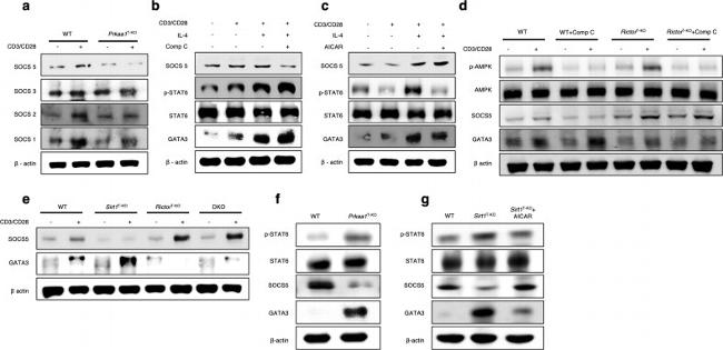 SOCS5 Antibody in Western Blot (WB)